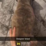 German Bandogge Puppies in London