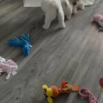 Male Malshi Pups in Maidstone