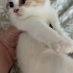 GCCF Pedigree British Shorthair in Calderdale