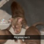 3 females still available in London