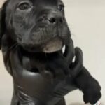 Female Mixed Mastiff/cane Corso Fully Vaccinated Ready Now in Stockton-on-Tees