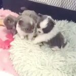 exceptional pomchi pups in Conwy