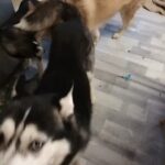 husky x malamute pup looking for forever home in Plymouth