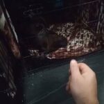 ABKC BULLY/MASTIFF GORGEOUS BLUE FAWN PUP in South Derbyshire