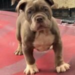 Olde English Bulldog Pup- Male in Manchester
