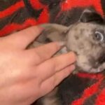 MERLE PUG PUPPY in Hounslow