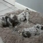 Lilac and tan pug in North East Lincolnshire