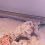 assortered colours pug puppies in North East Lincolnshire