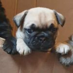 ***READY NOW*** FULLY VACCINATED in New Forest