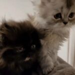 FULL PERSIAN KITTENS PEDIGREE GIRL & BOY AVAILABLE in Manchester
