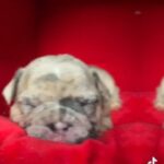 French Bulldog Puppies in North West Leicestershire