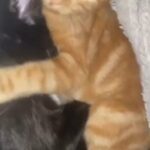 4 Months Old Ginger Cat in Leeds
