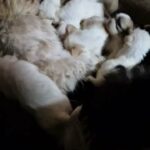 wonderful Shih Tsu pups for sale in County Durham
