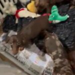 KC REGISTERED MINIATURE DACHSHUND PRA HEREDITARY CLEAR in North Yorkshire