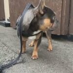 Proven Stud For Sale in Kirklees
