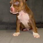 Last Male Pocket Bully in Birmingham