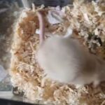 3 female rats in Thurrock
