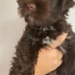 chocolate Yorkshire terrier in Glasgow