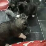 akita pups in Birmingham