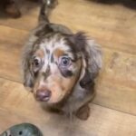 Chocolate Long Hair Mini Dashund in London