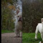 Visual Fluffy Frenchie in London