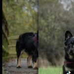 Visual Fluffy Frenchie Stud in London