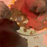 French Bulldog Puppies in London