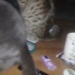 2 boys 4 girl kittens in Manchester