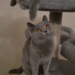 Champion British Shorthair kittens GCCF reg in Newcastle upon Tyne