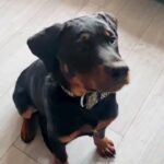 4 month old male rottweiler in Christchurch