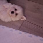 Lovely Maltese Puppies in Bassetlaw