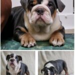 For sale is our absolute amazing Blue AMERICAN POCKET BULLY FEMALE in Dudley
