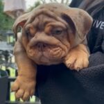 English Bulldog Puppy in Birmingham