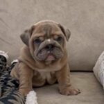 English Bulldog Puppy in Birmingham