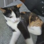 female cat in London