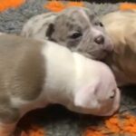 American pocket bully puppies in Leeds