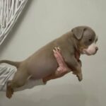 POCKET BULLY FEMALE in Blackburn with Darwen