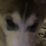 Puppy Looking For Forever Home in High Peak