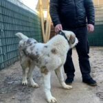 Central Asian Shepherds in London