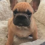 Big Rope Frenchie in London