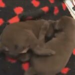 Chocolate Lab Puppies Ready In March £925 Each in Leicester