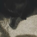 selling adorable kitten in London