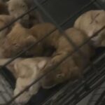 1 Female Bandogge in London