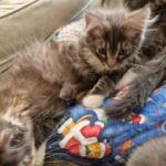 Pedigree Maine Coon in Doncaster