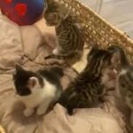Shorthair Mix Kitten in London