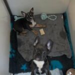 Pink Carrier French Bulldog Females in Southampton