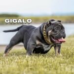 GIGALO! Exotic Bully Stud in London