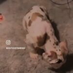 Gorgeous Bandogg Puppies For Sale in London
