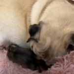 Pug Puppies in Nottingham