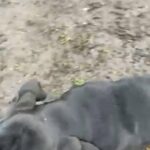 Male Cane Corso Looking For Forever Home in London